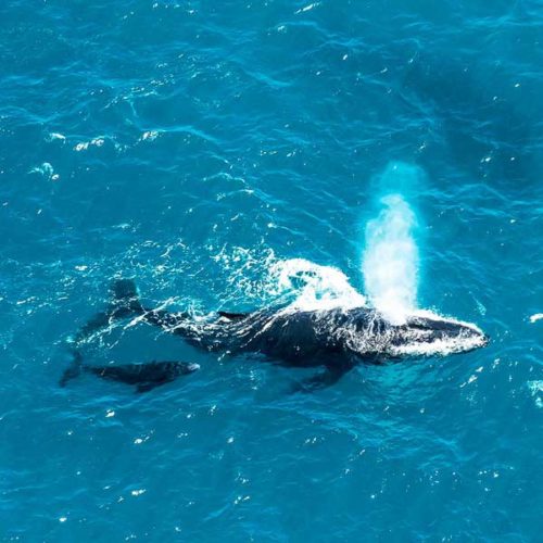 An image of a whale on your Sydney Whale Watching tour