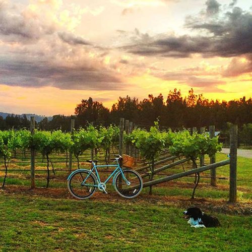 Hunter Valley private tour wine vineyard