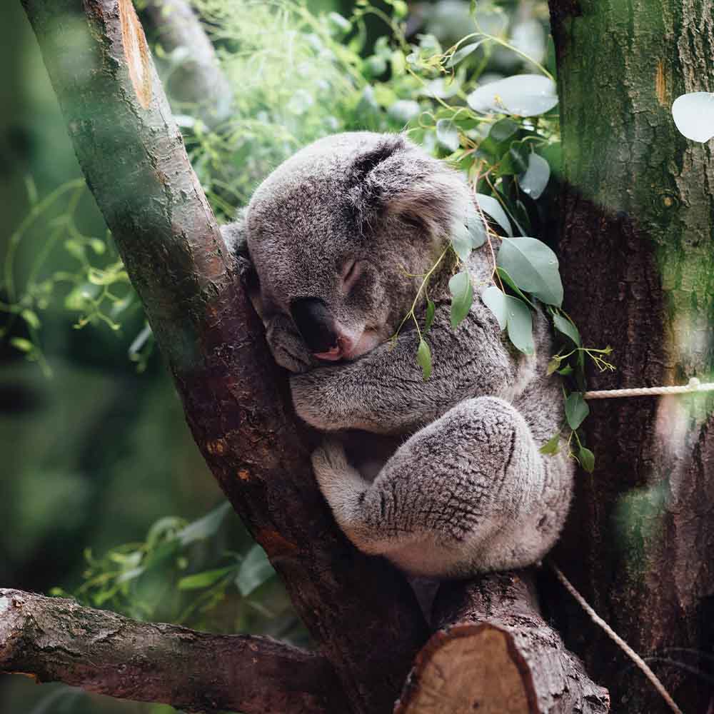 Koala in a tree
